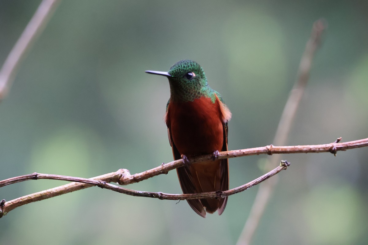 Rotbauchkolibri - ML641207113