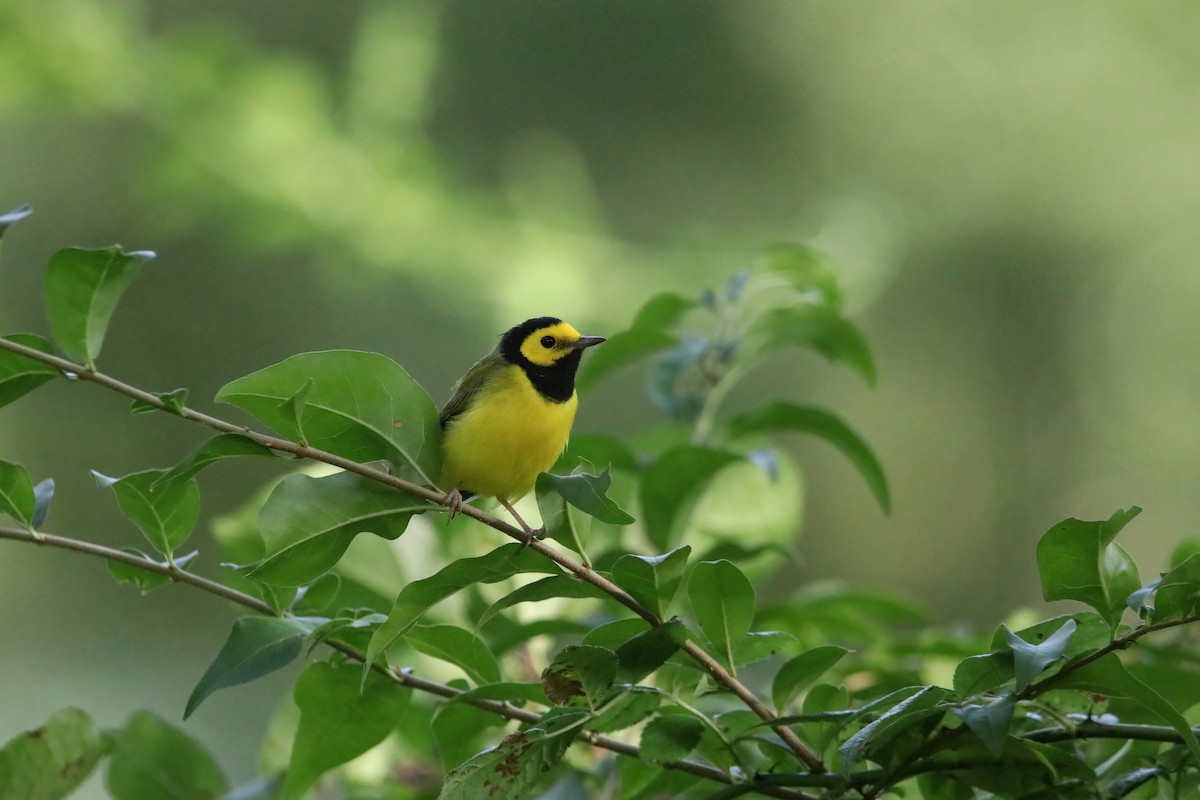 Hooded Warbler - ML641207128