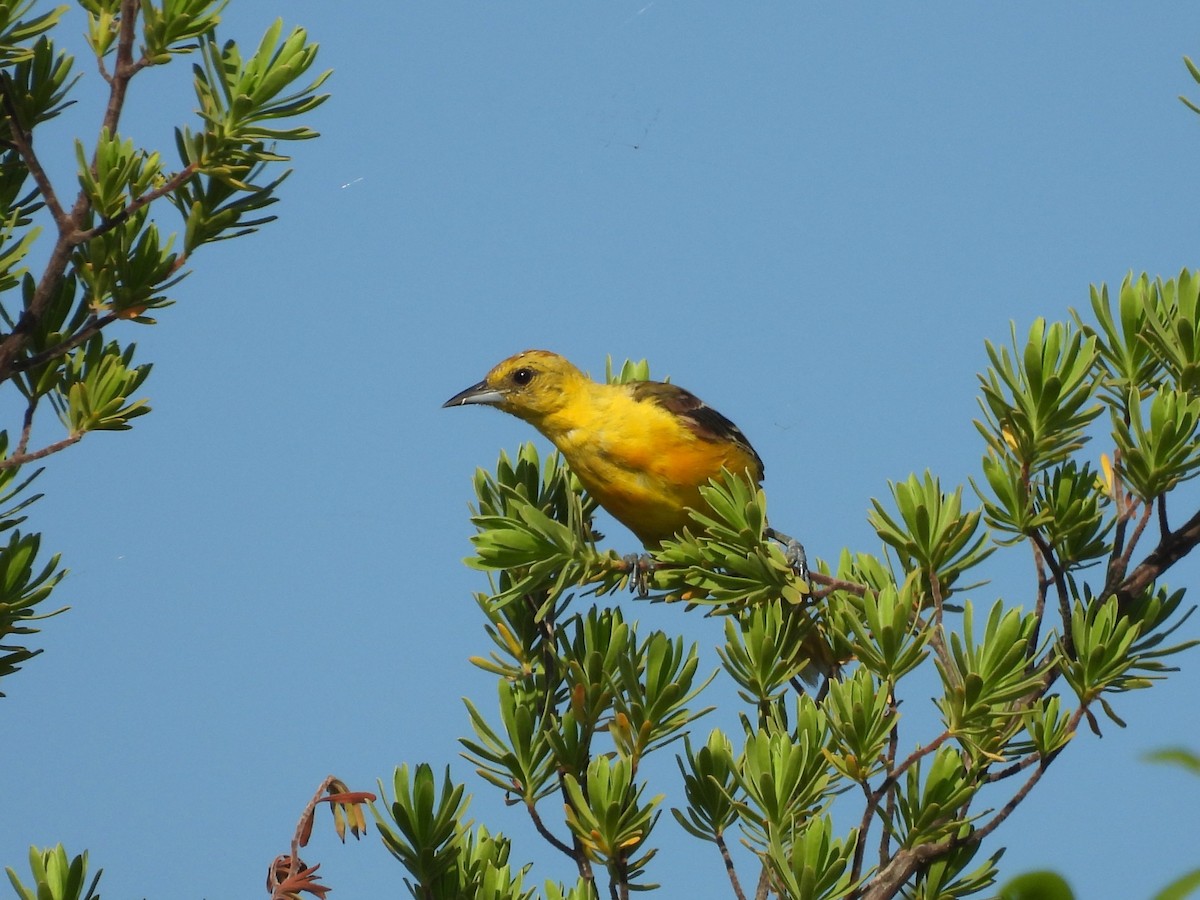 Hooded Oriole - ML641207139