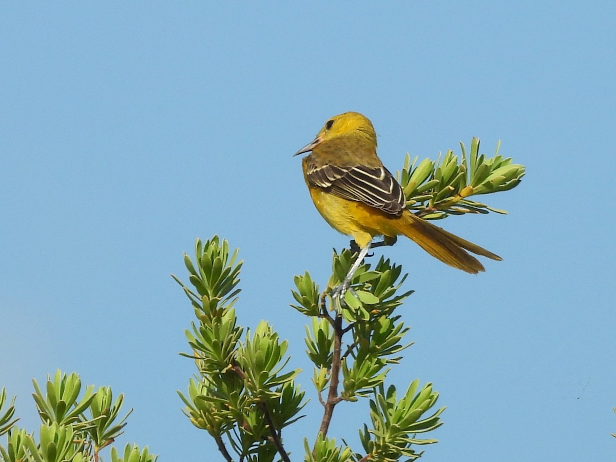 Hooded Oriole - ML641207140