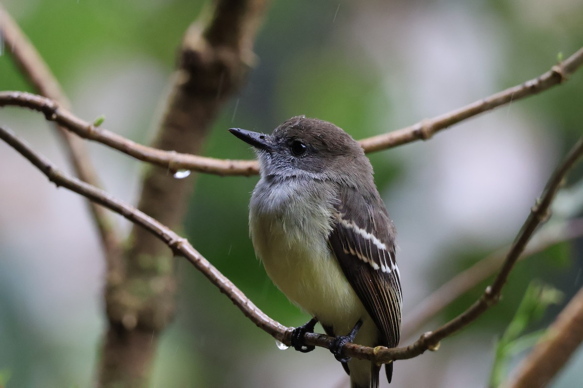 Pale-edged Flycatcher - ML641207153