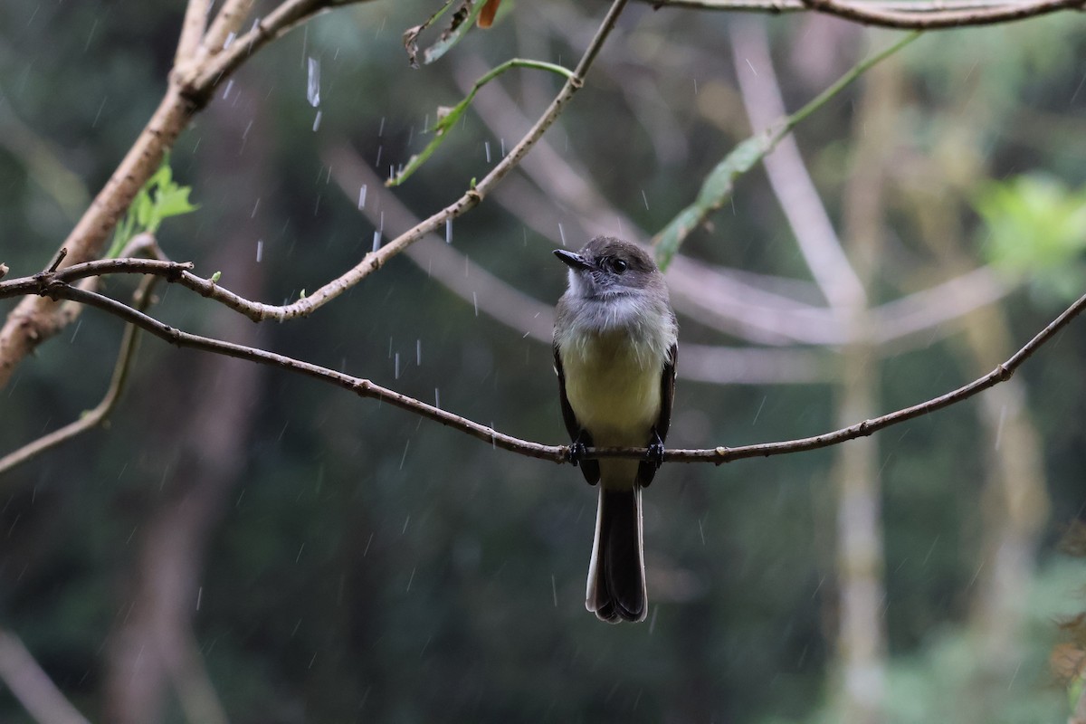 Pale-edged Flycatcher - ML641207154