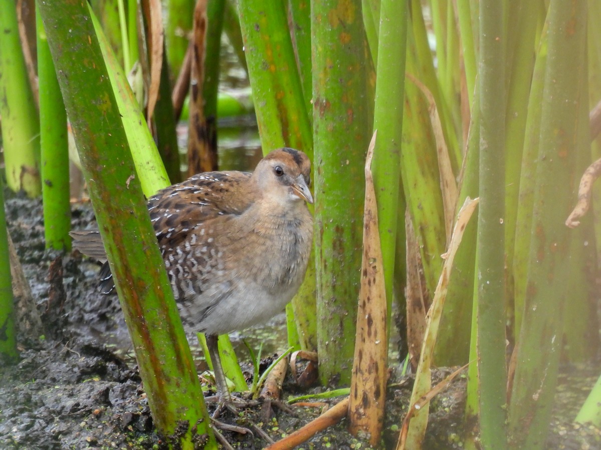 Sora uroilanda - ML641207200