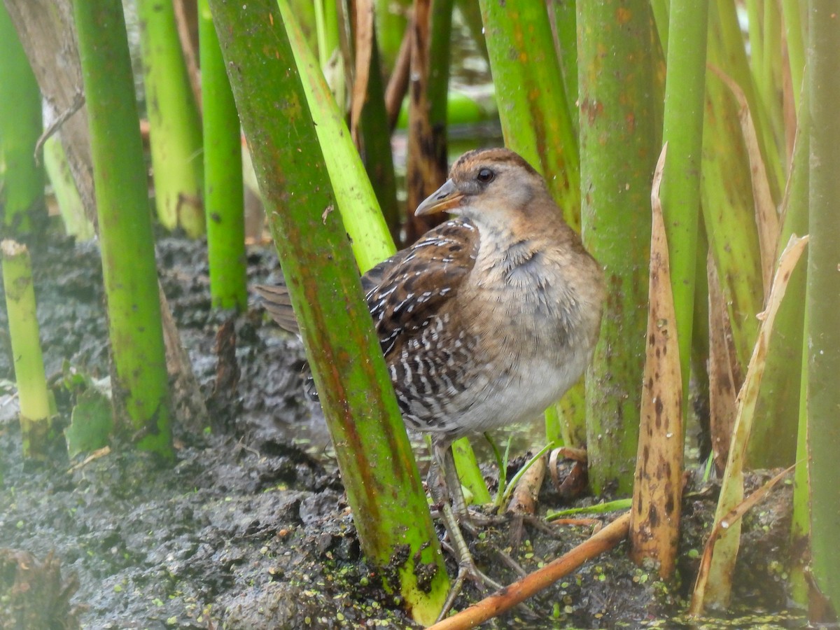 Sora uroilanda - ML641207203