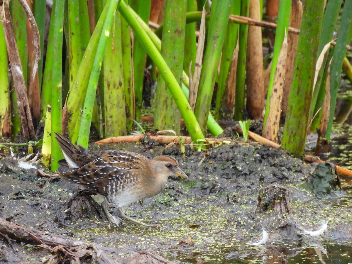 Sora uroilanda - ML641207208