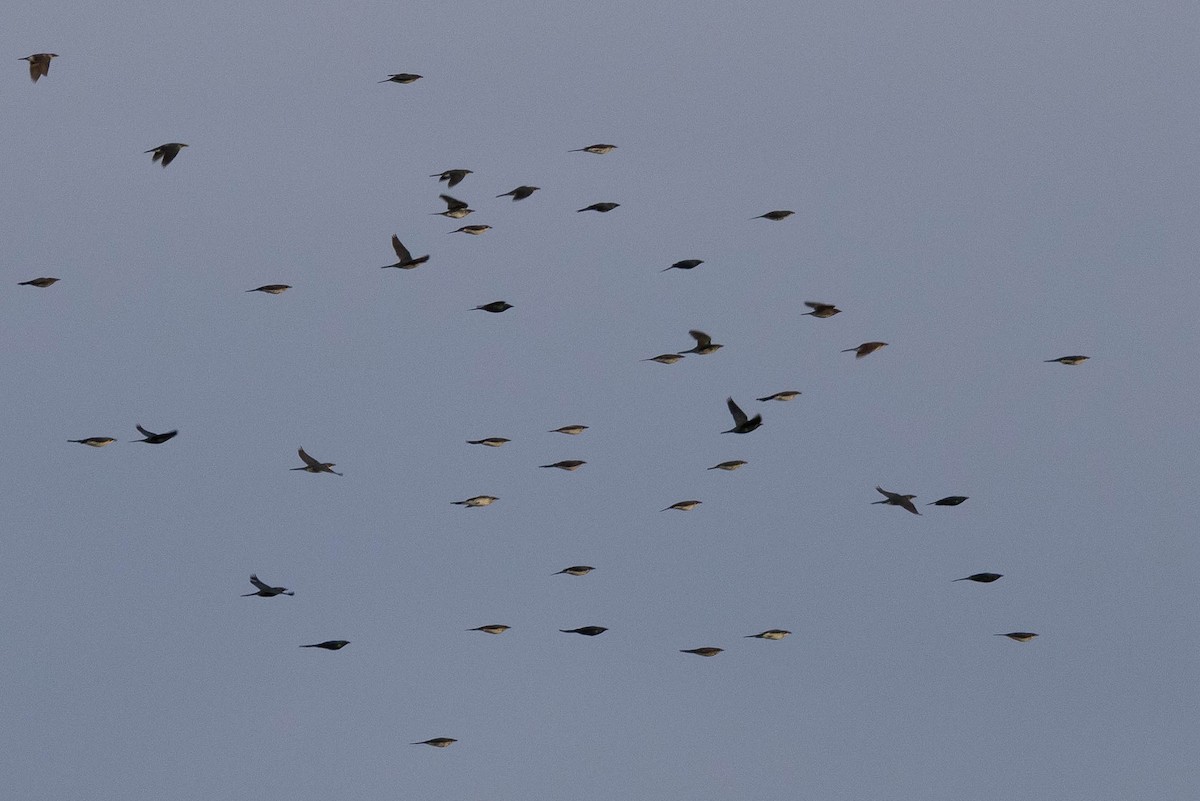 Metallic Starling - ML641207257