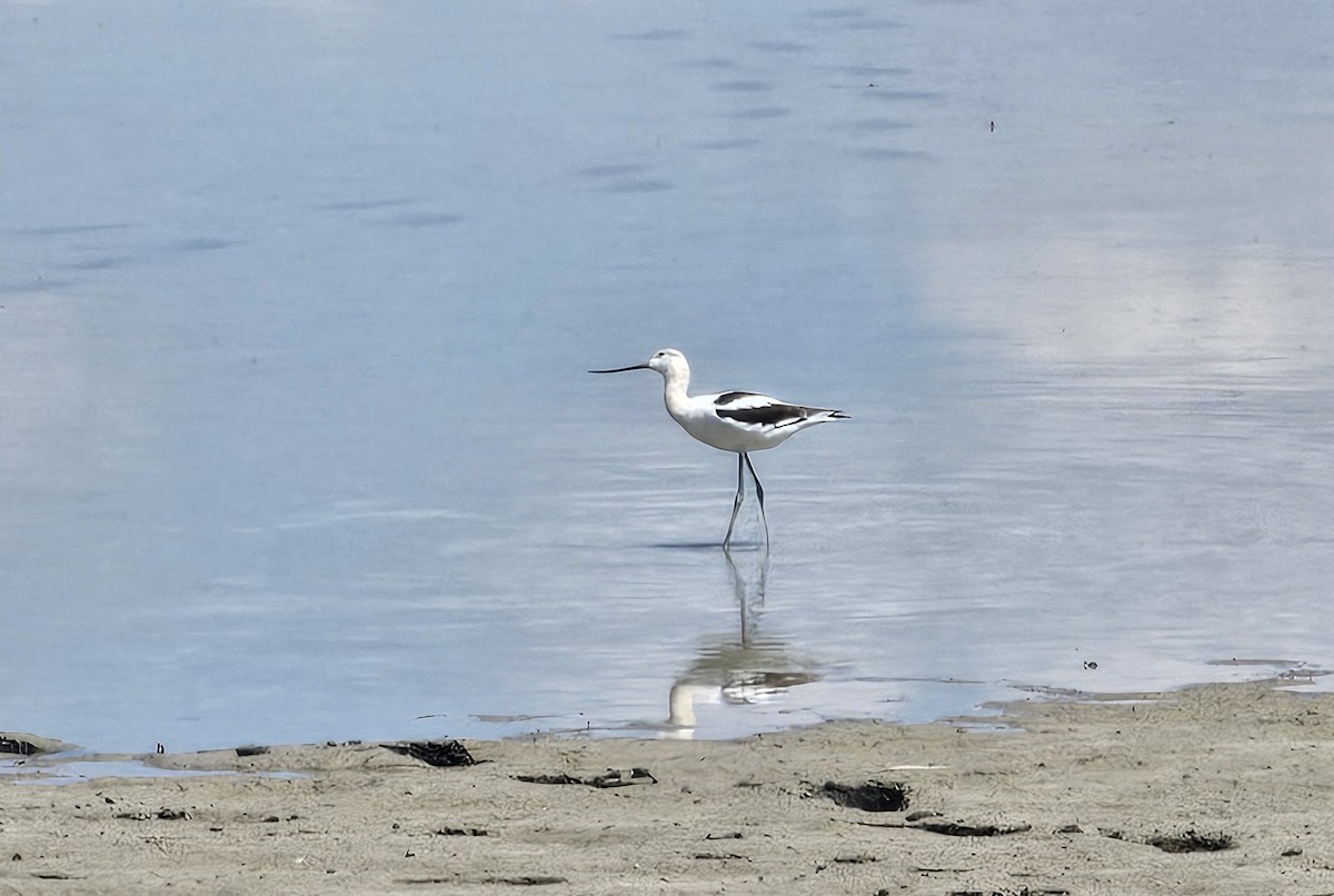 American Avocet - ML641207273
