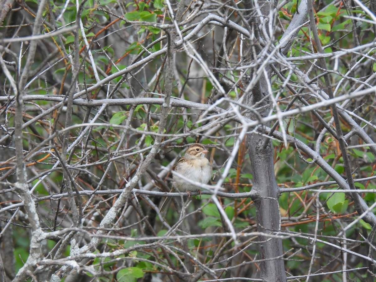 Chingolo Pálido - ML641207300