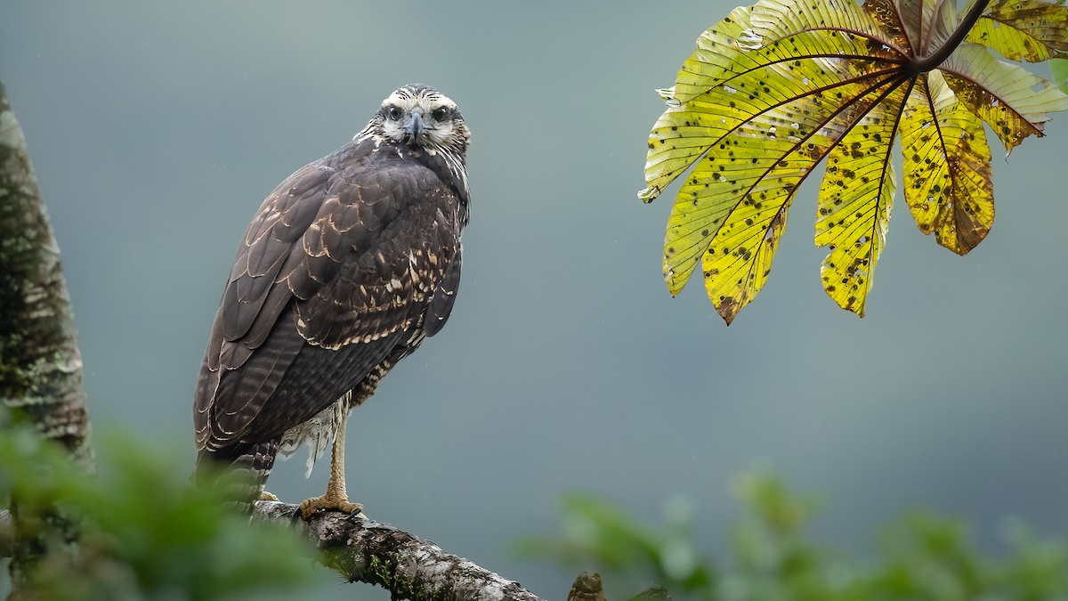 Great Black Hawk - ML641207360