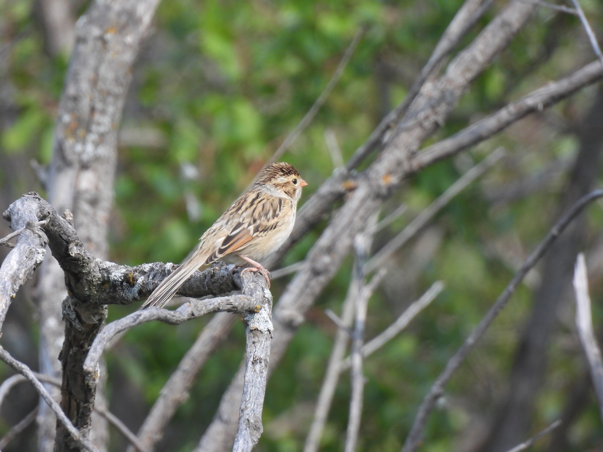 Chingolo Pálido - ML641207365