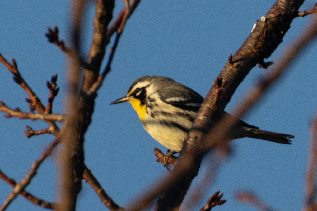 Yellow-throated Warbler - ML641207378