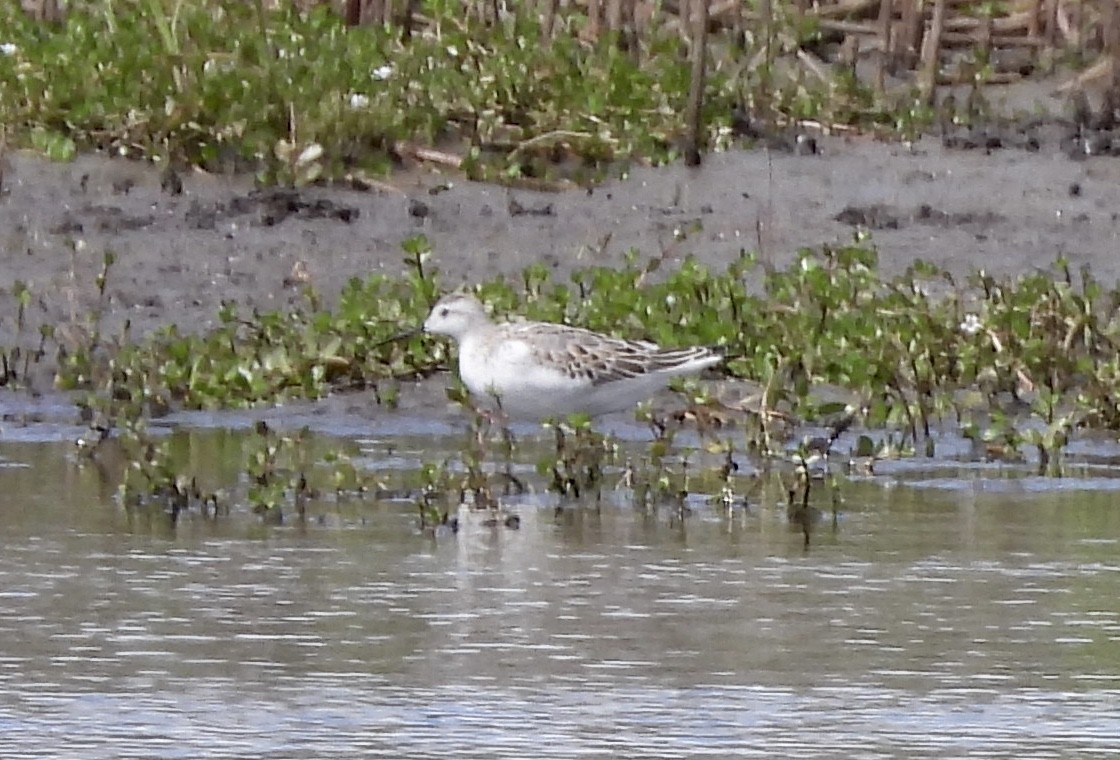 Wilson's Phalarope - ML641207382