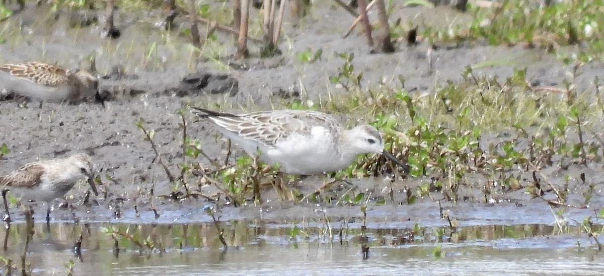 Wilson's Phalarope - ML641207383