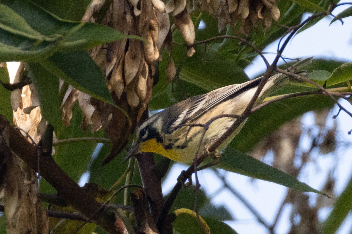 Yellow-throated Warbler - ML641207384