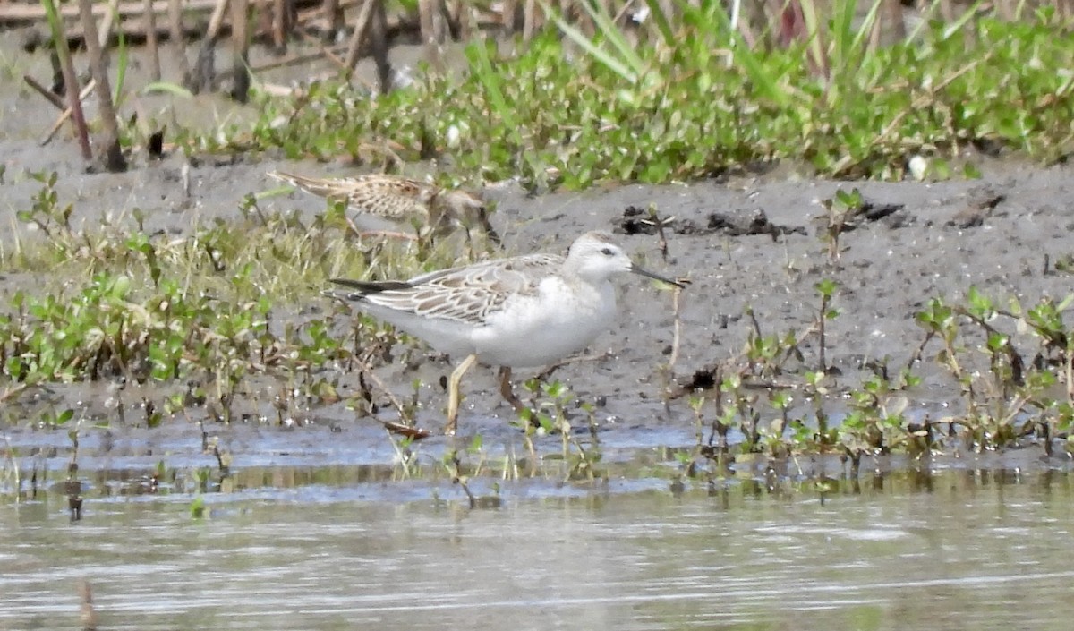 Wilson's Phalarope - ML641207385
