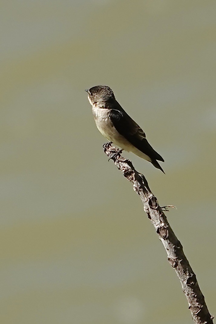 Southern Rough-winged Swallow - ML641207388