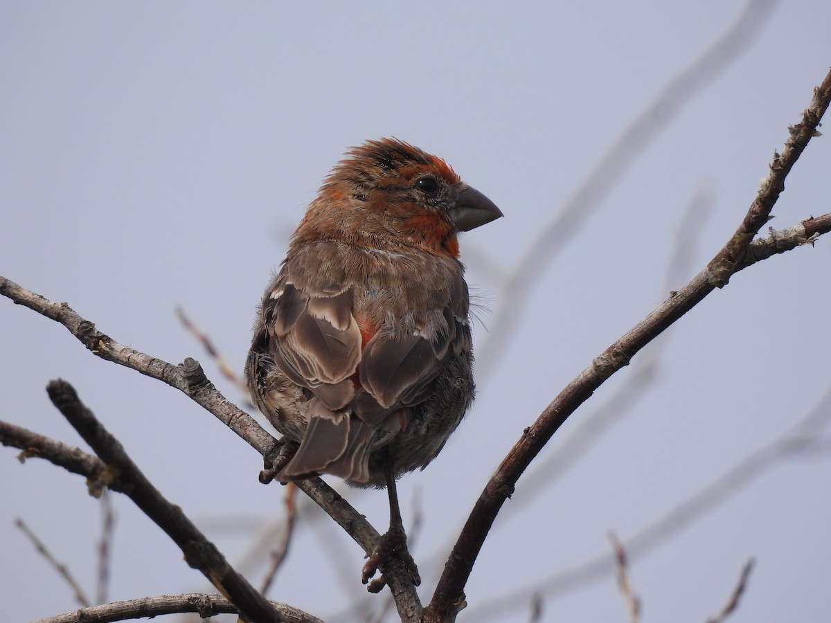 Camachuelo Mexicano - ML641207402