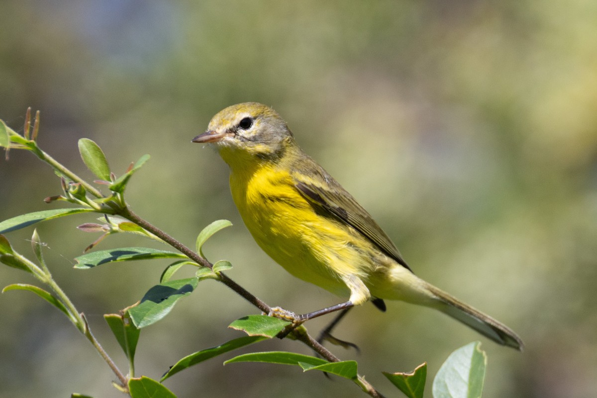 Prairie Warbler - ML641207404