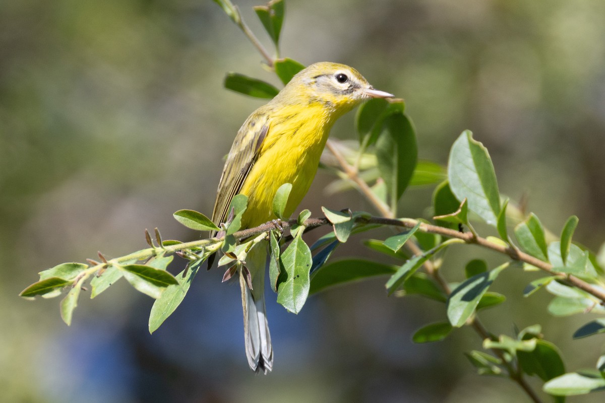 Prairie Warbler - ML641207405