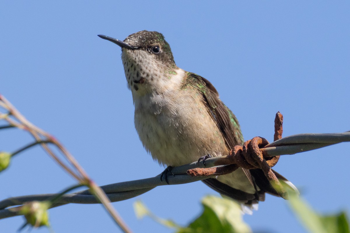 Ruby-throated Hummingbird - ML641207414