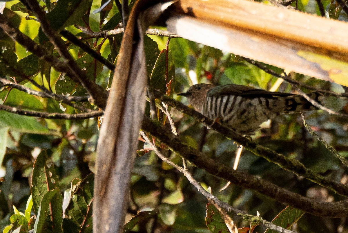 Rufous-throated Bronze-Cuckoo - ML641207422