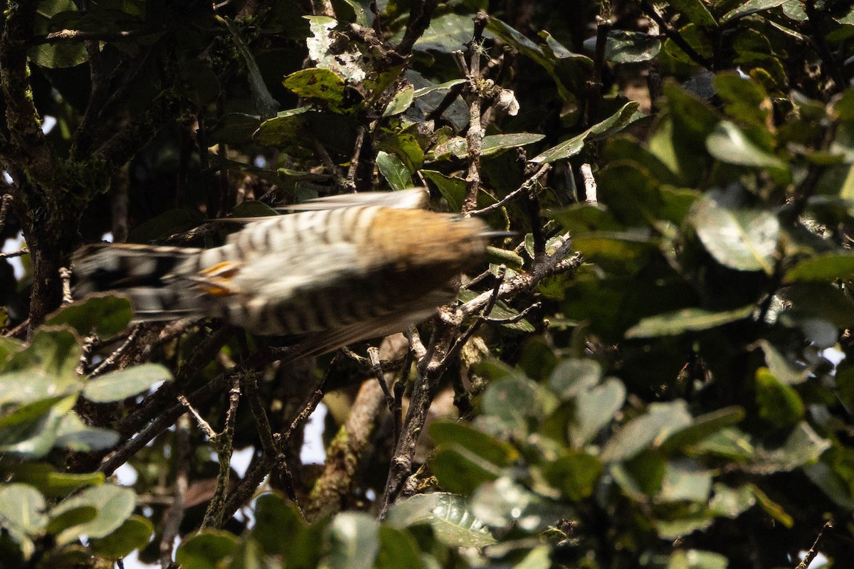 Rufous-throated Bronze-Cuckoo - ML641207423