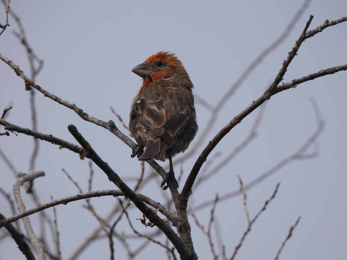 Camachuelo Mexicano - ML641207434