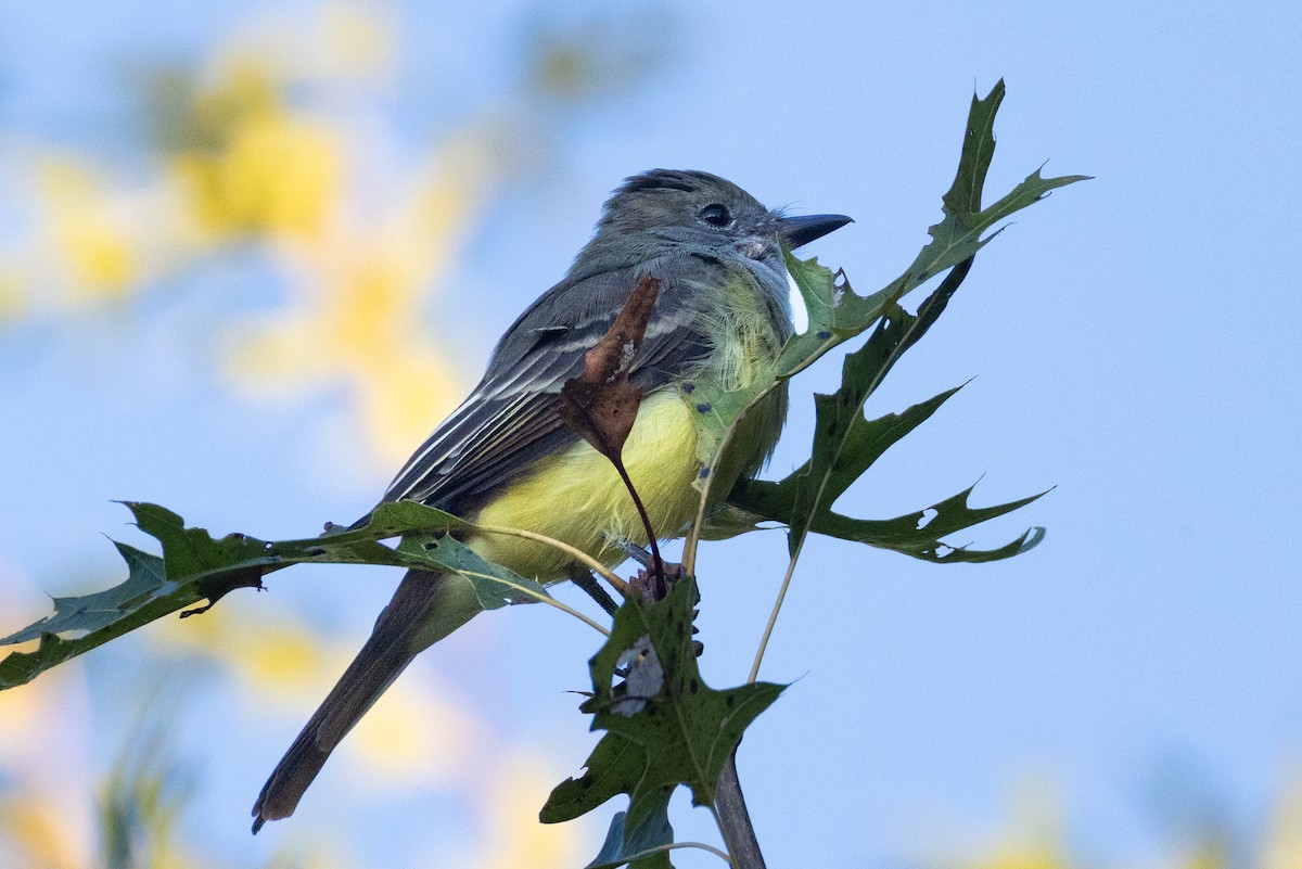Great Crested Flycatcher - ML641207450