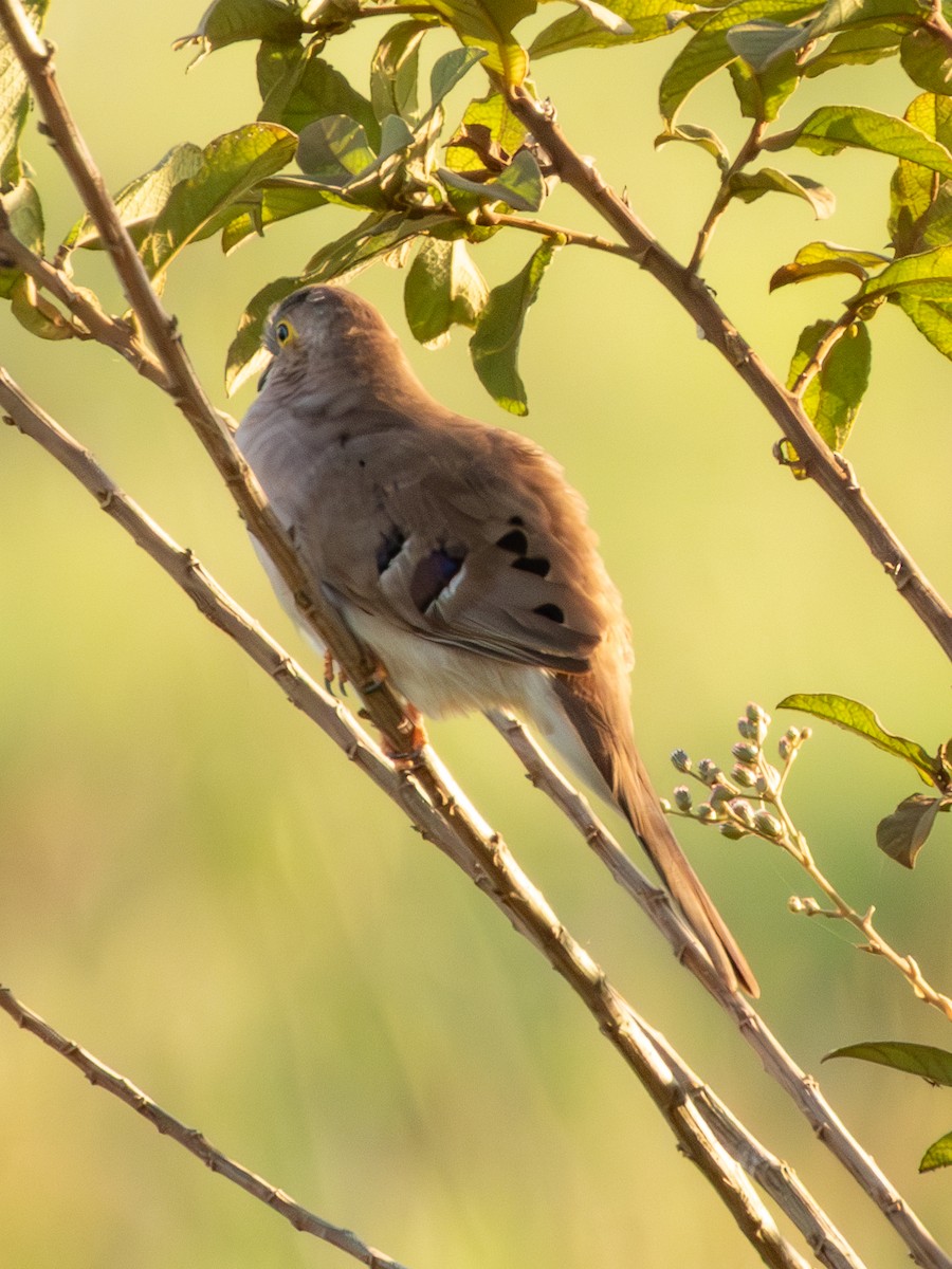 Long-tailed Ground Dove - ML641207452