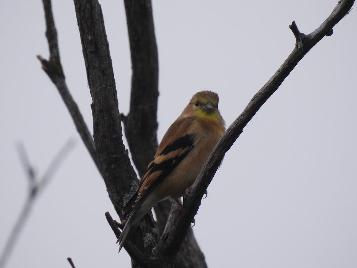 Jilguero Yanqui - ML641207468