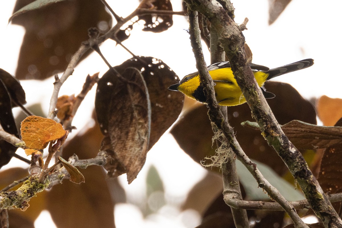 Black-breasted Boatbill - ML641207473