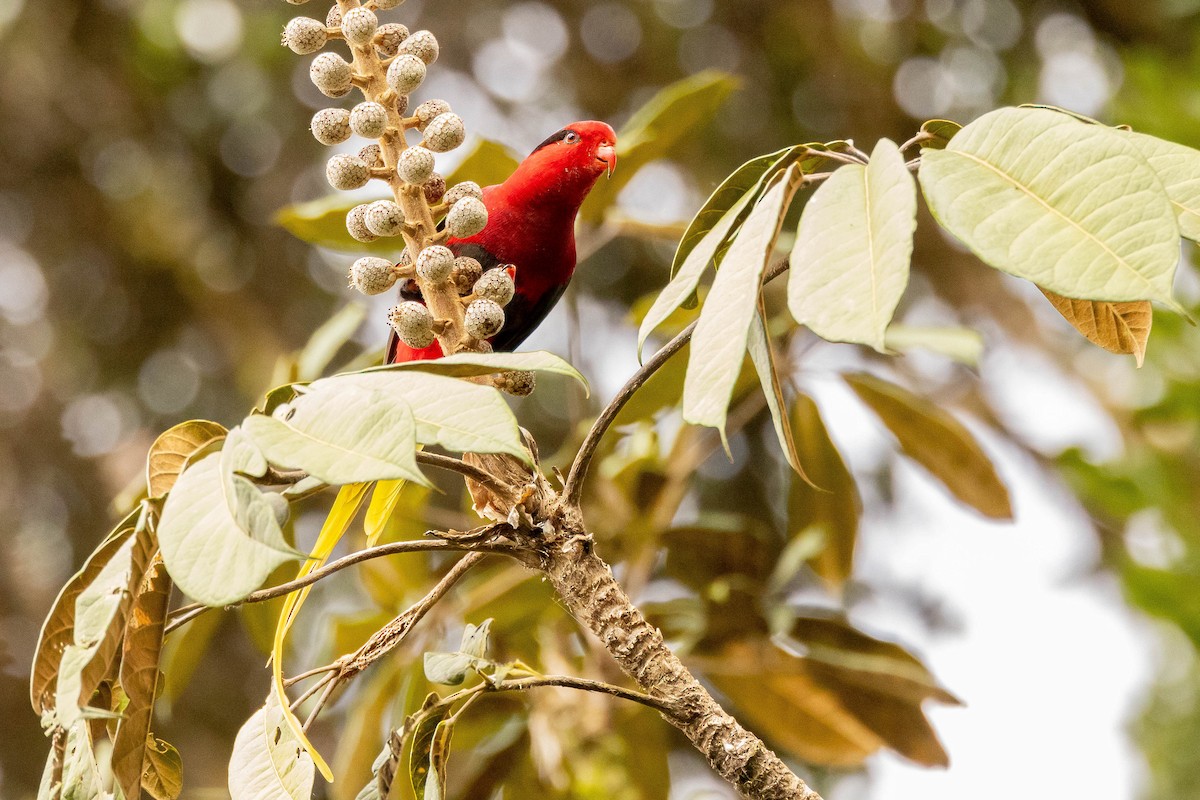 Stella's Lorikeet - ML641207491