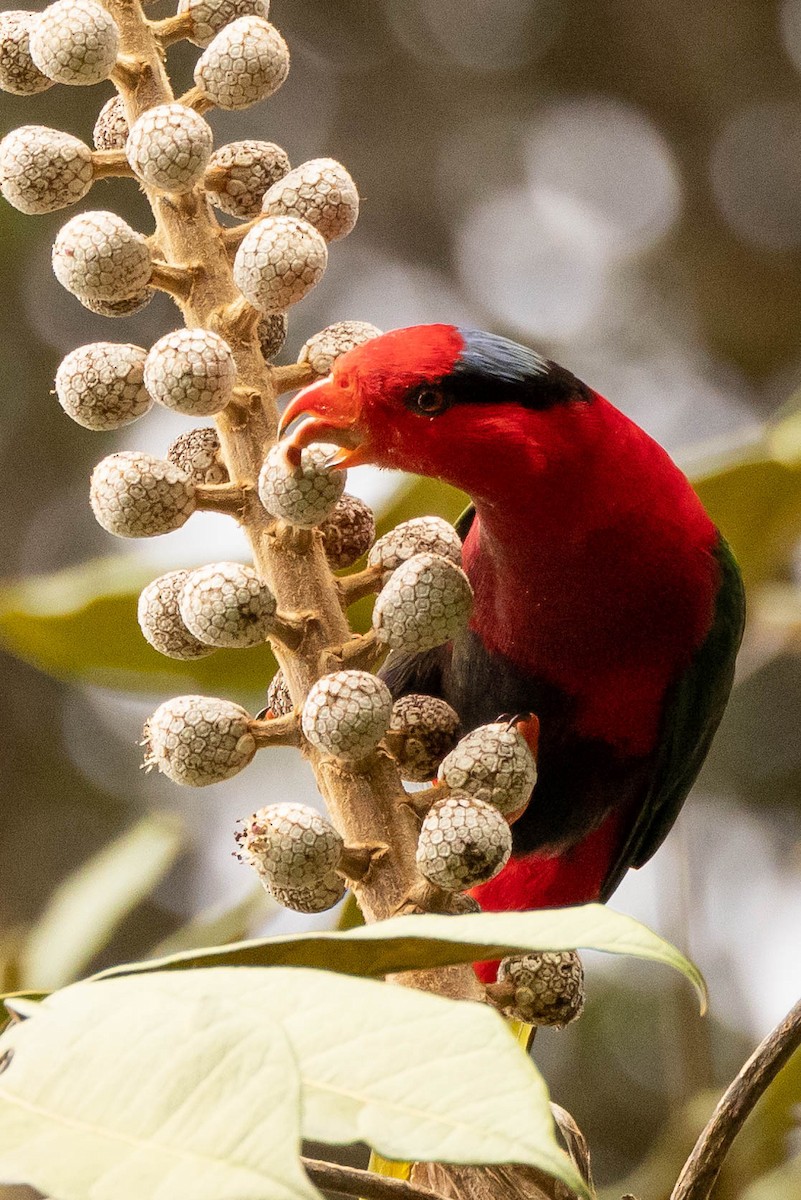 Stella's Lorikeet - ML641207492