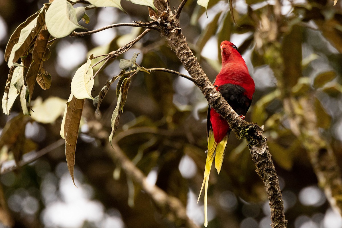 Stella's Lorikeet - ML641207503