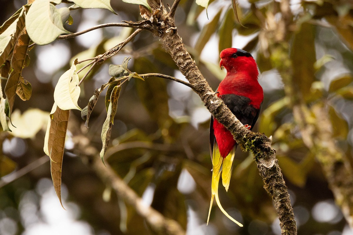 Stella's Lorikeet - ML641207504