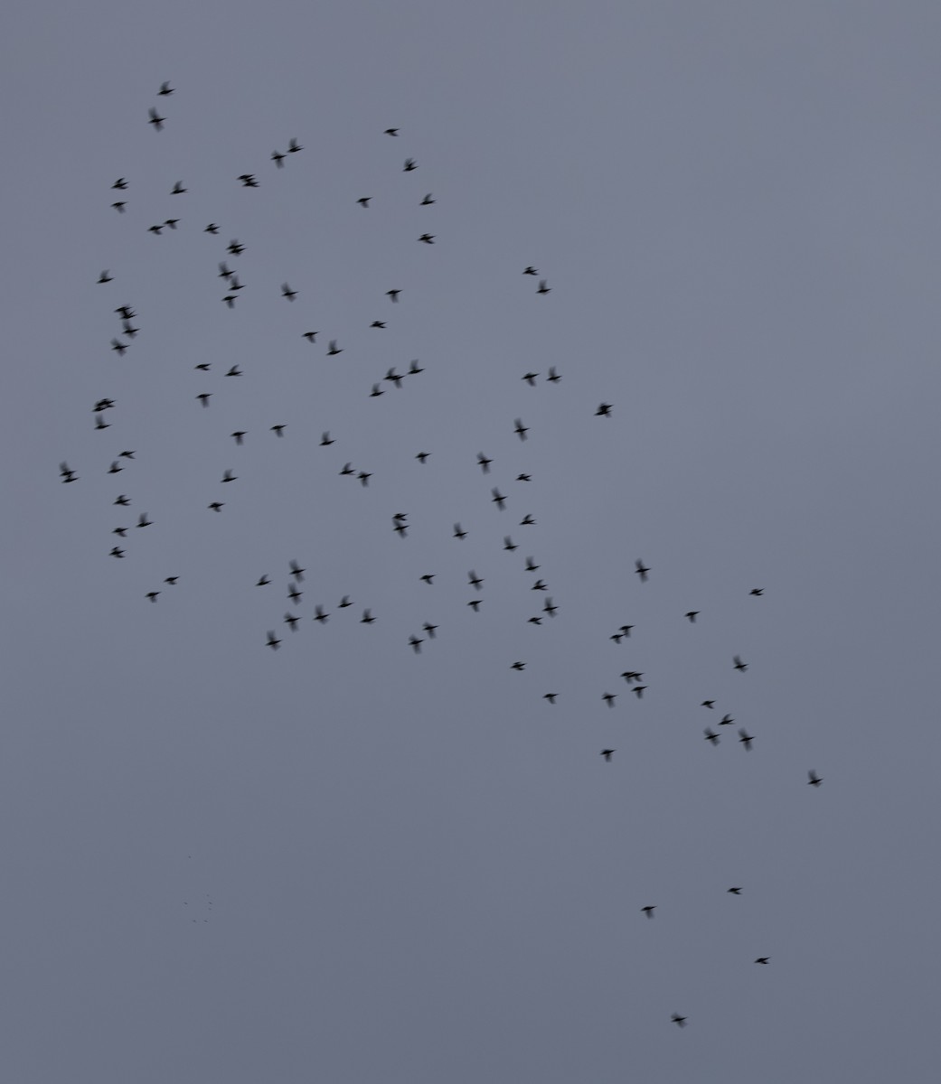 Barred Parakeet - ML641207518