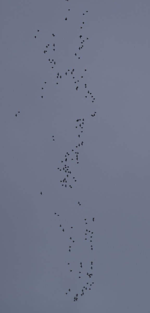 Barred Parakeet - ML641207519