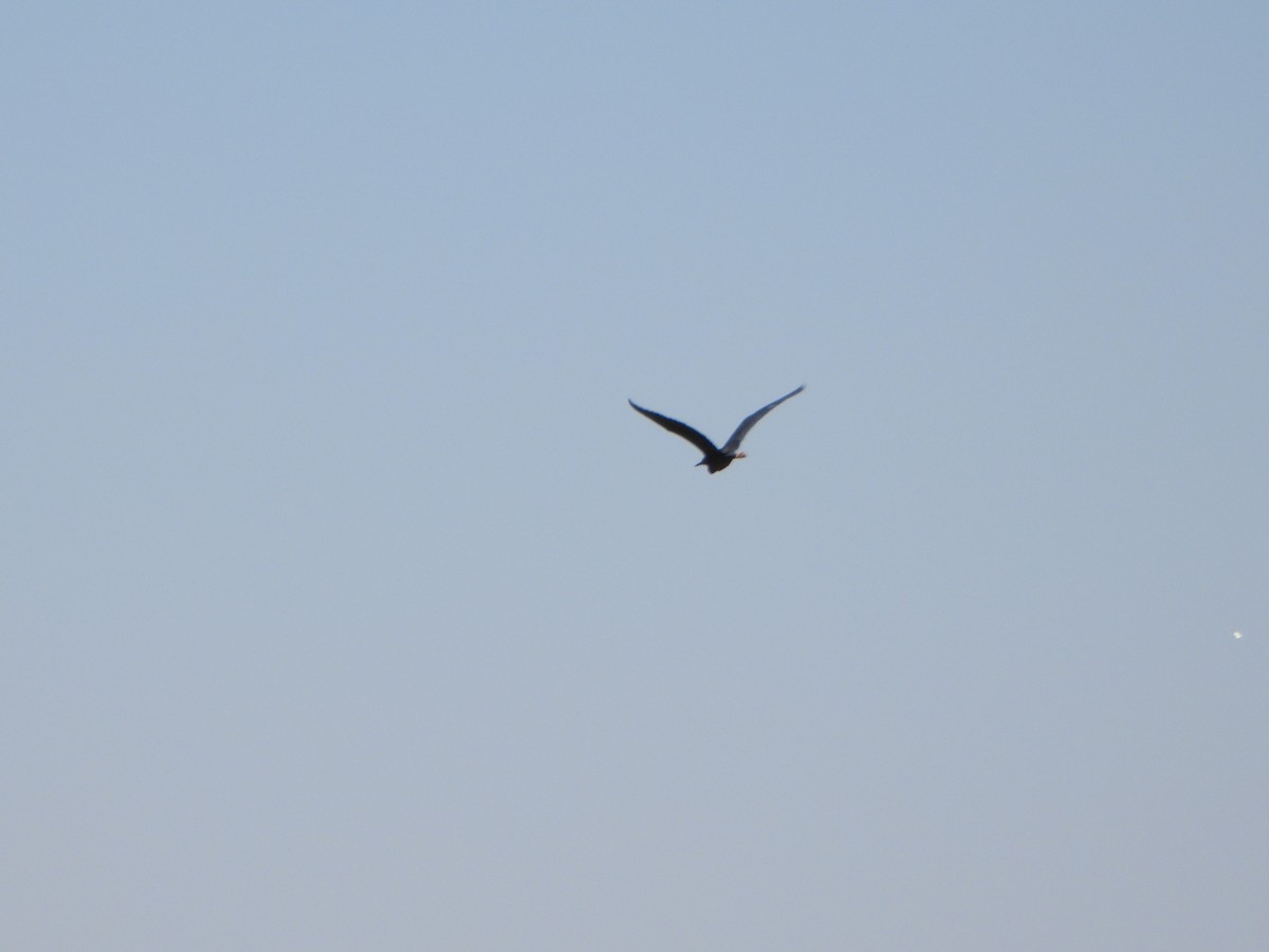 Black Heron - ML641207544