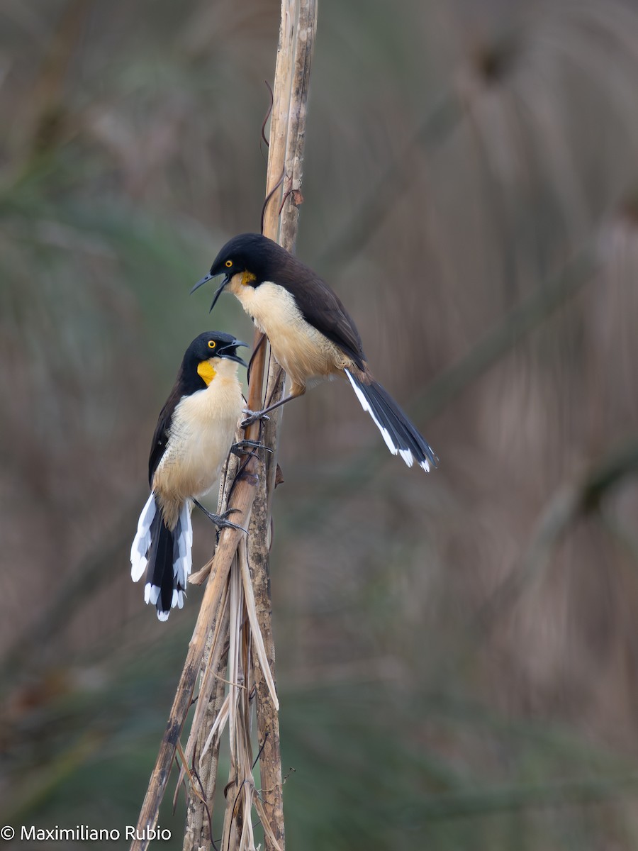 Black-capped Donacobius - ML641207545
