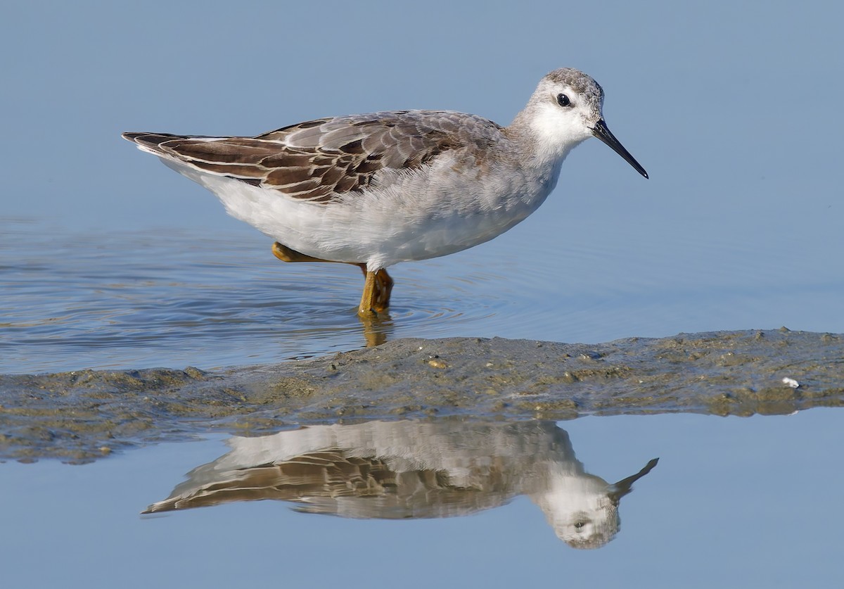 Phalarope de Wilson - ML641207555