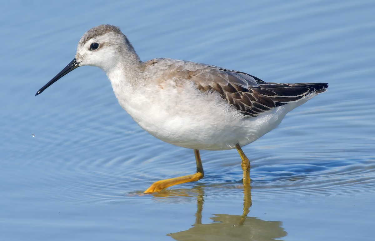 Phalarope de Wilson - ML641207556