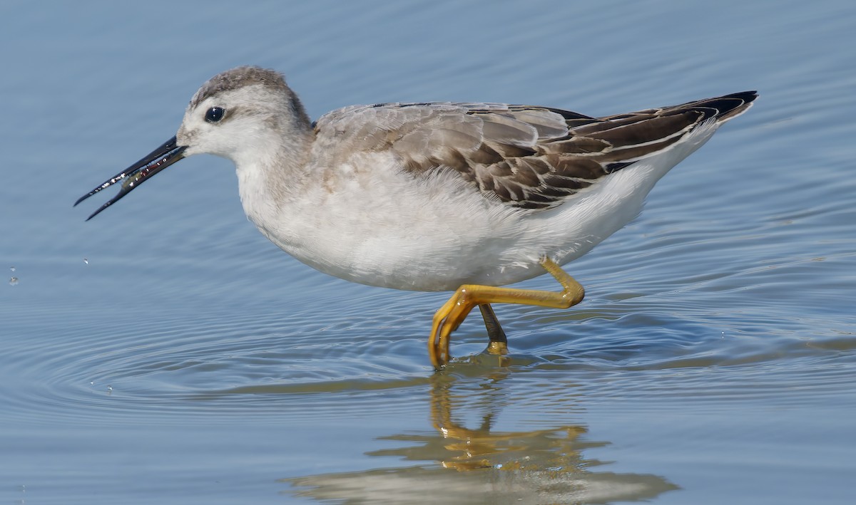 Phalarope de Wilson - ML641207557