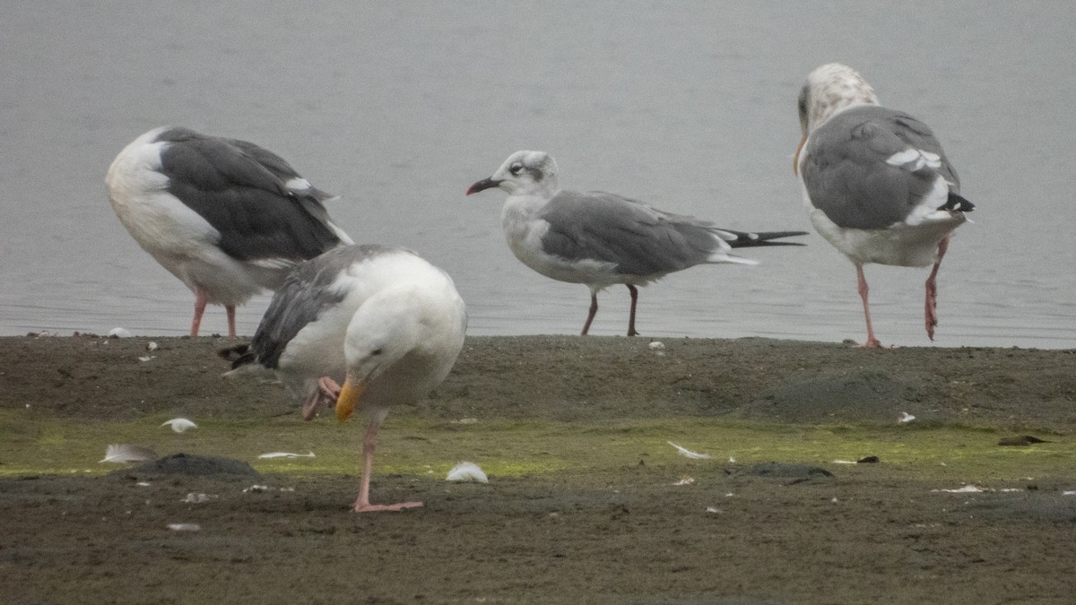 Laughing Gull - ML641207564