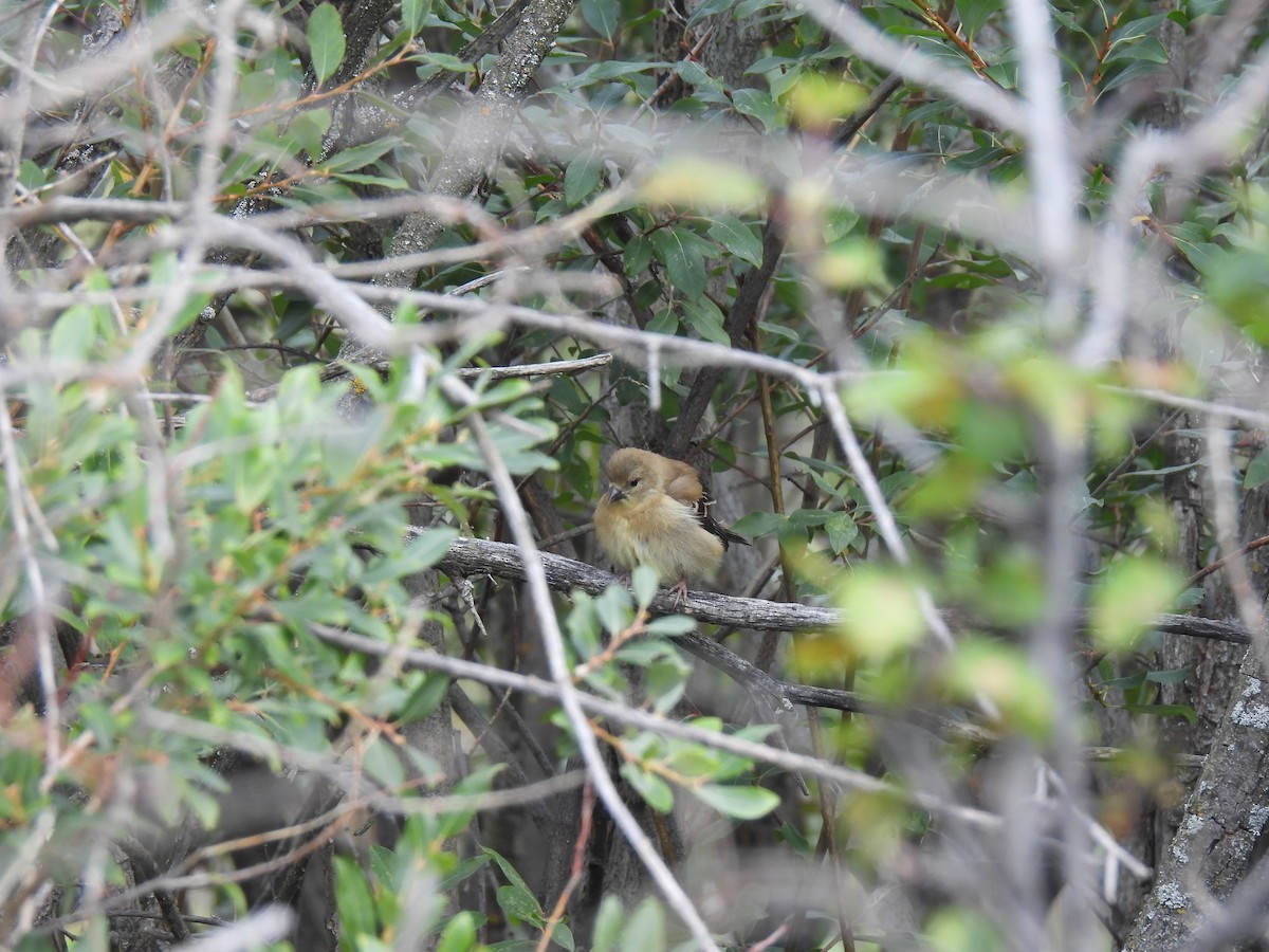 Jilguero Yanqui - ML641207605