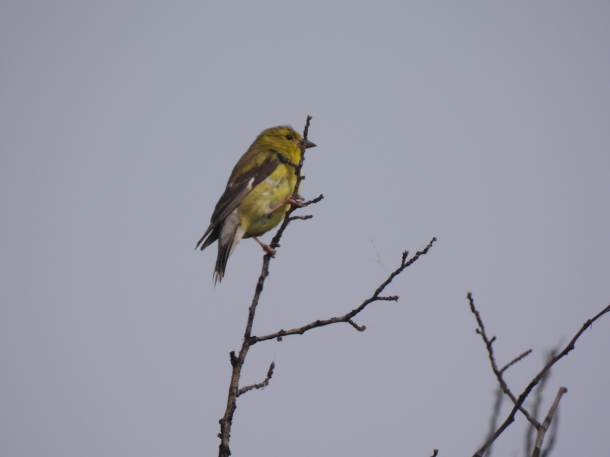 Jilguero Yanqui - ML641207644