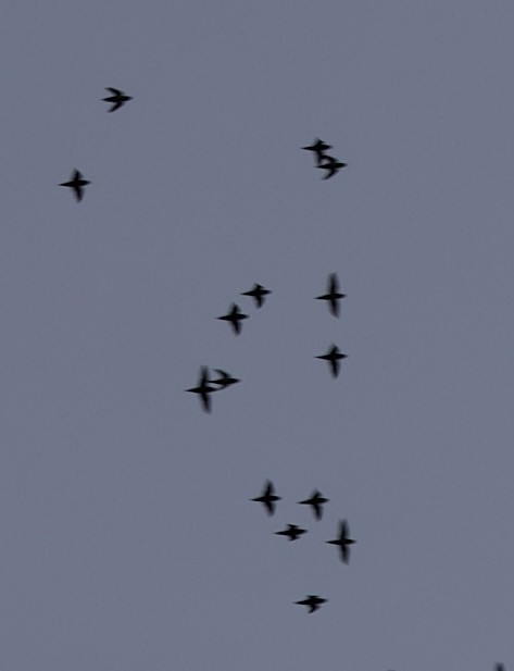 Barred Parakeet - ML641207661