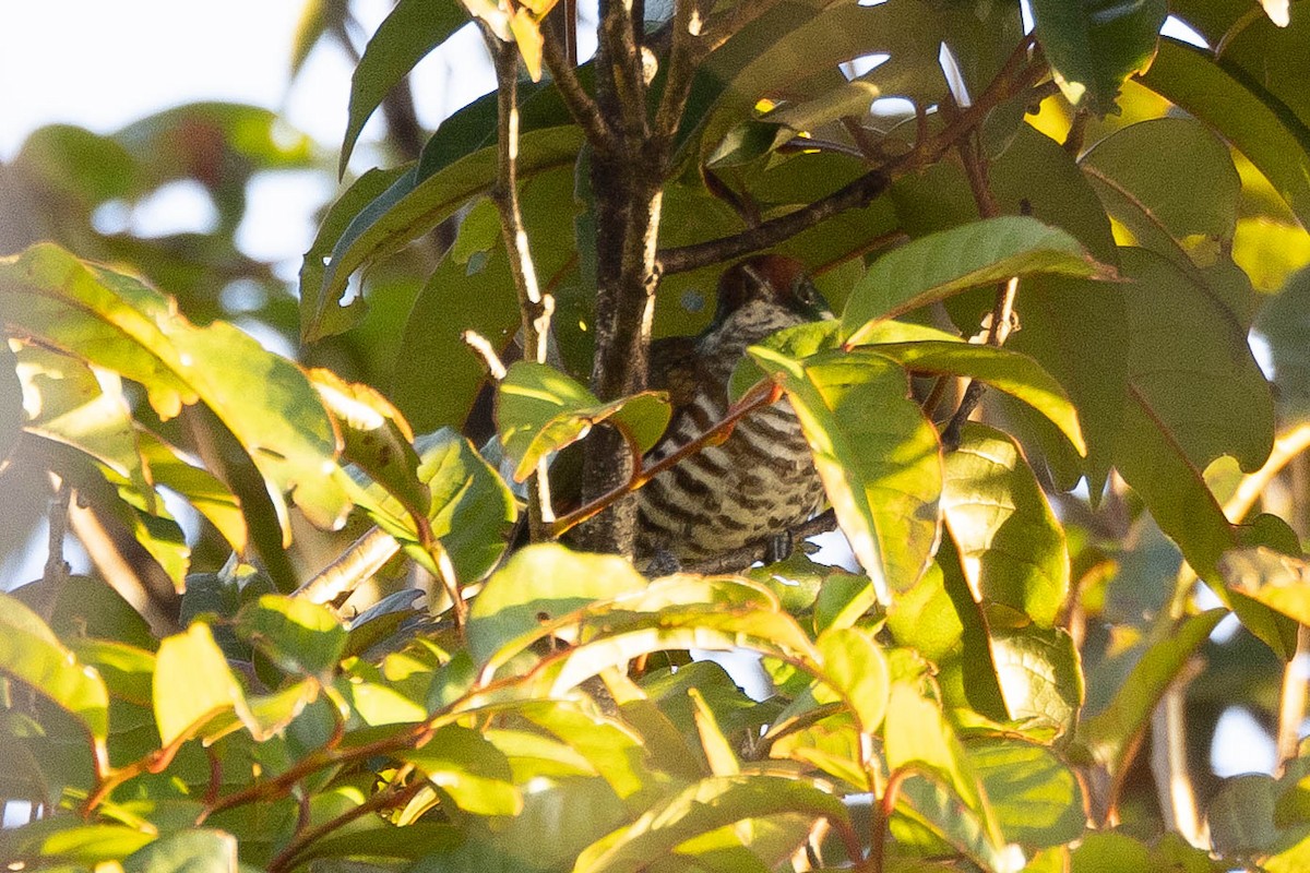 kukačka bělouchá - ML641207683