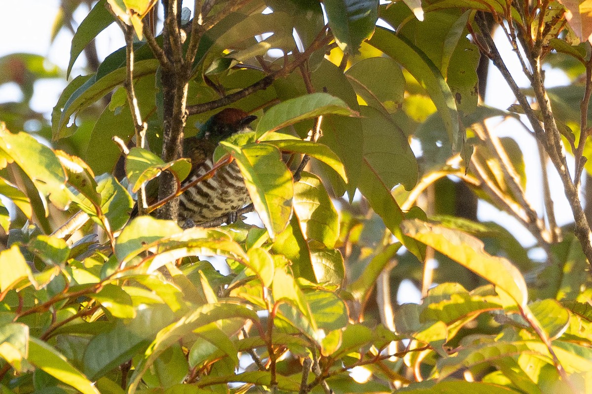 kukačka bělouchá - ML641207693