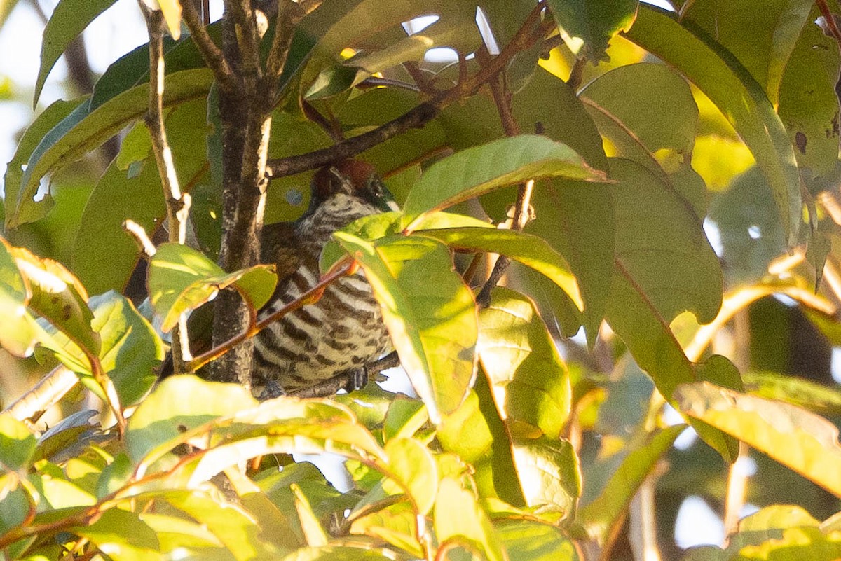 kukačka bělouchá - ML641207695