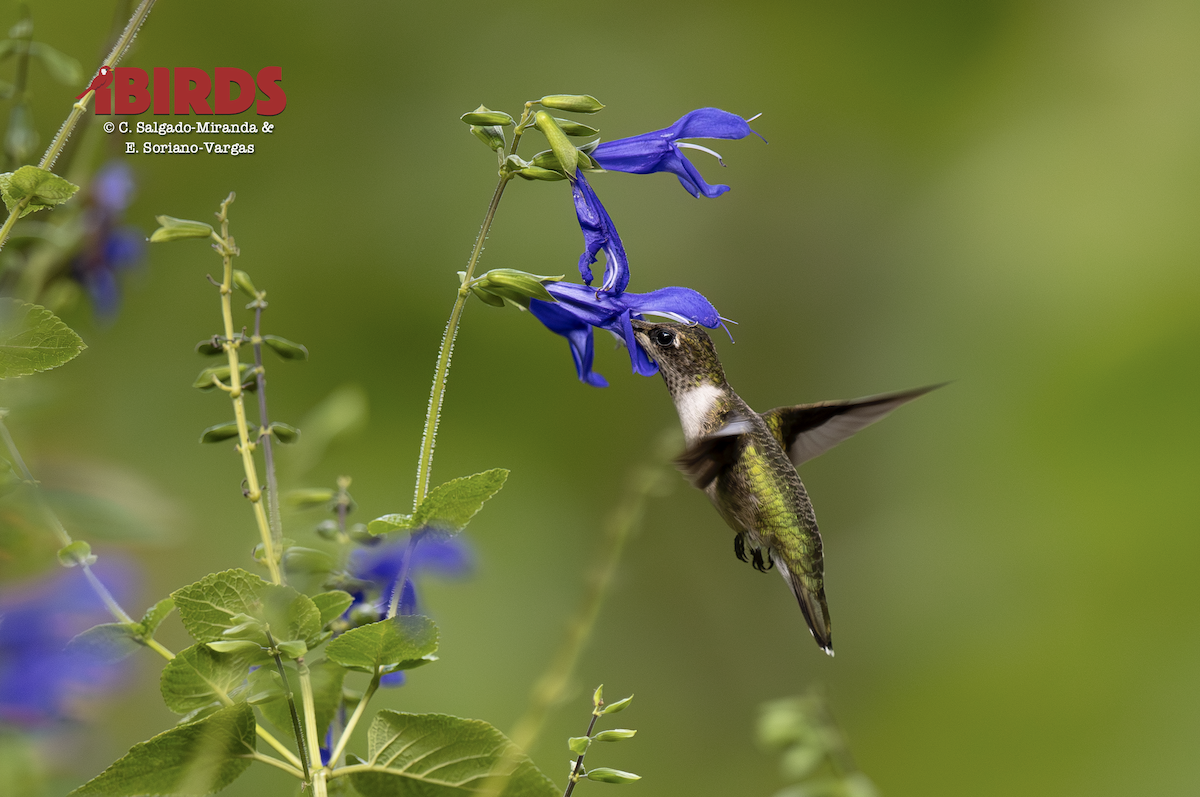 Colibri à gorge rubis - ML641207697